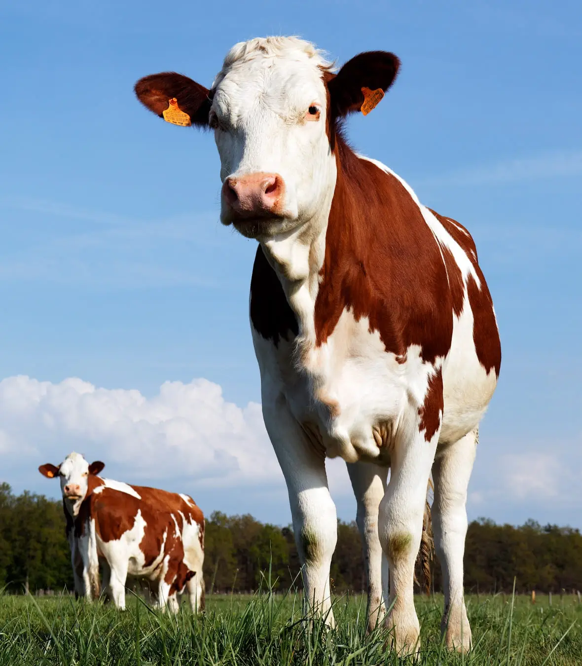 Cow